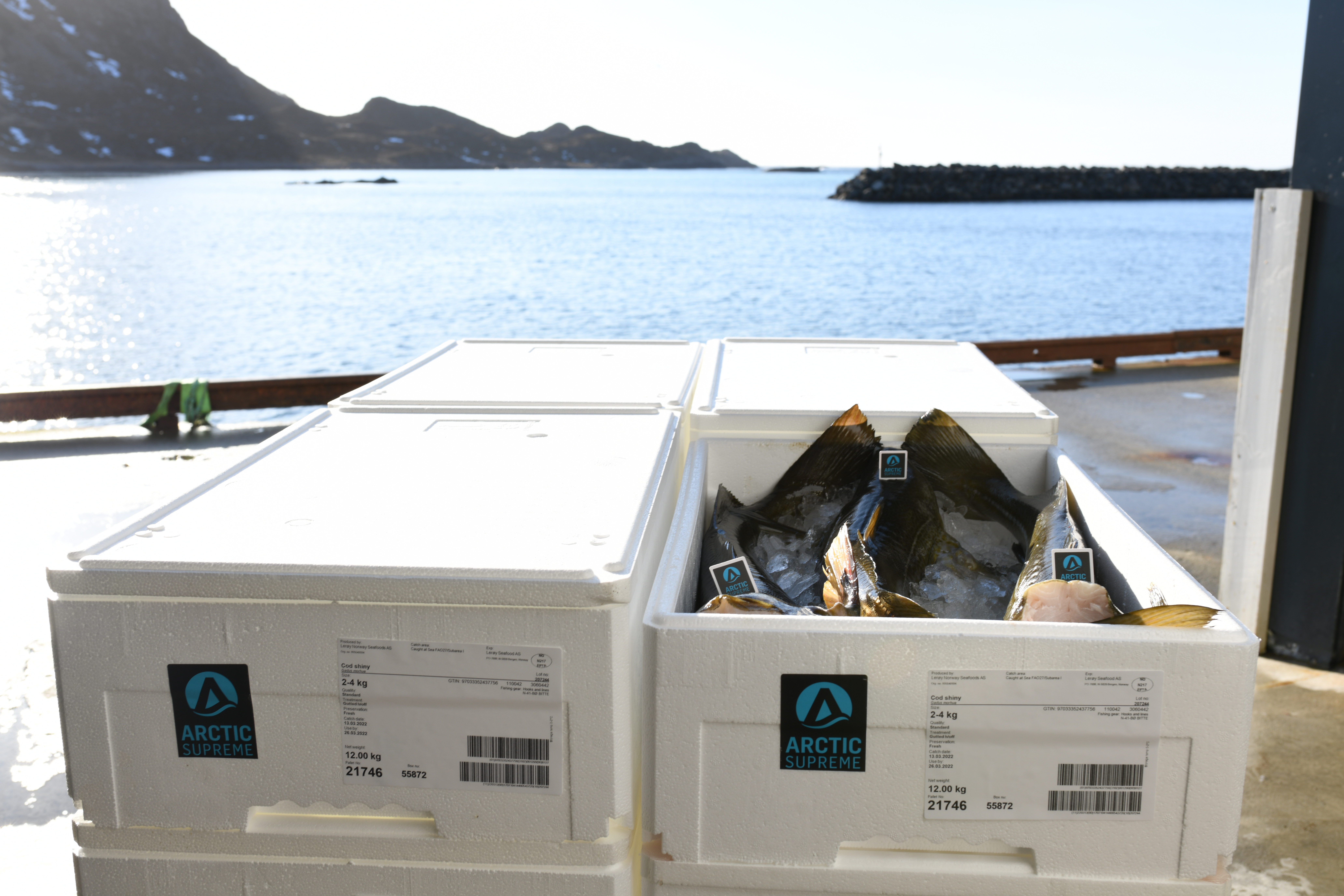 Fisher on shore with cod