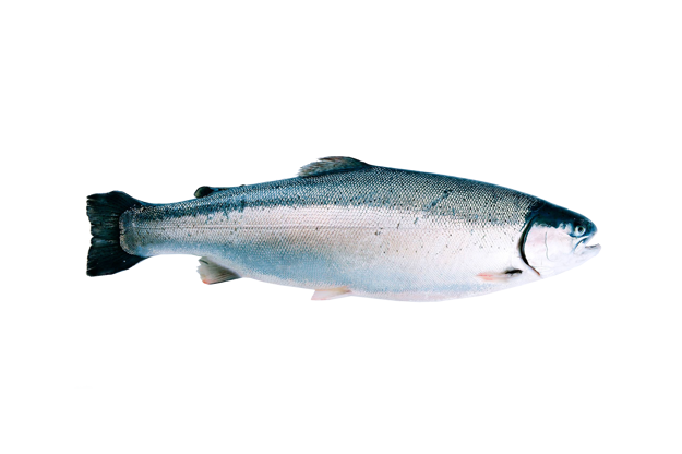 Trout